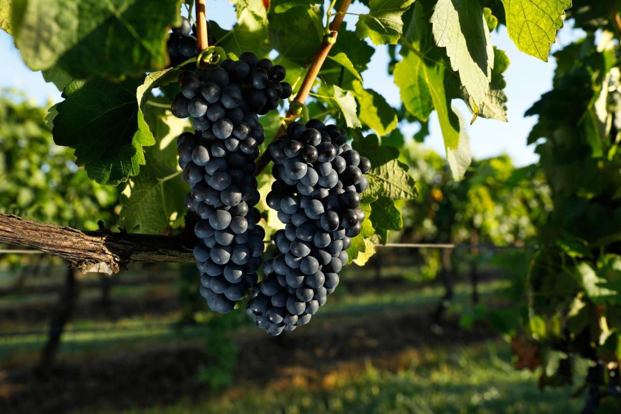 Aparthotel Adina Vineyard Lovedale Exteriér fotografie