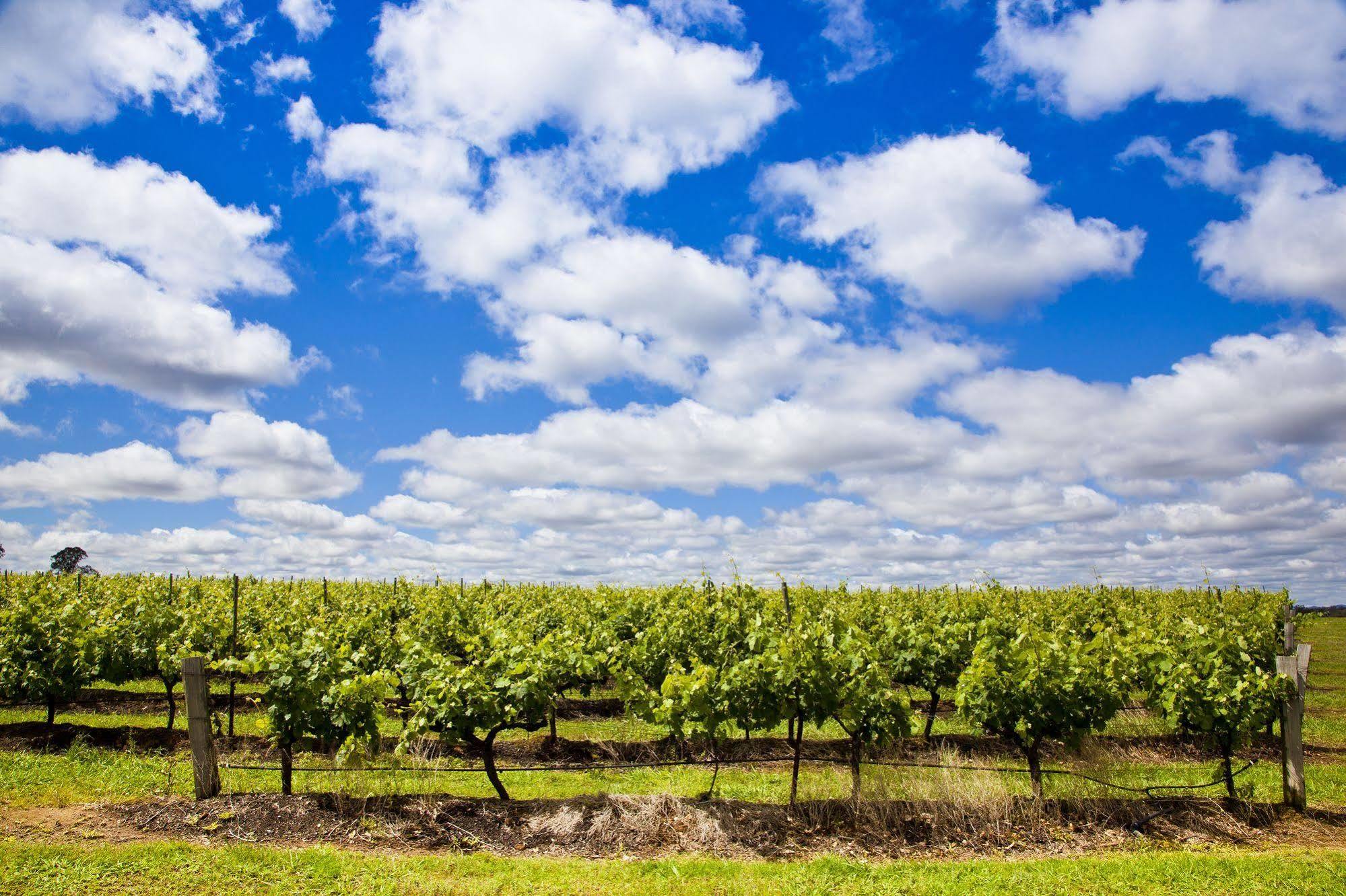 Aparthotel Adina Vineyard Lovedale Exteriér fotografie